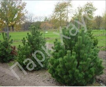 Pinus mugo 'Rigi'
