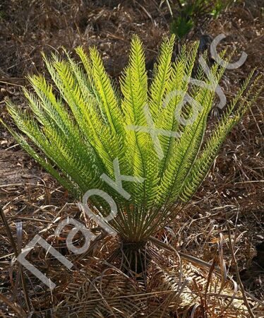 Cycas armstrongii