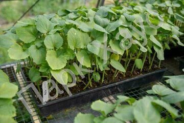 Abelmoschus esculentus seedlings